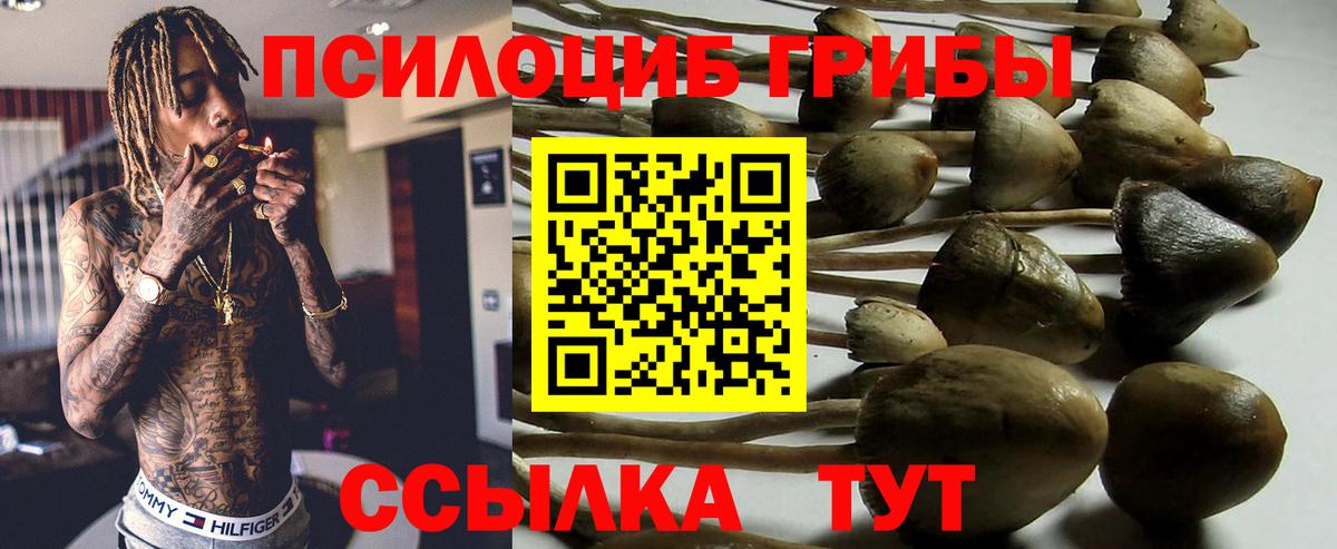 Галлюциногенные грибы Psilocybe Каменск-Уральский